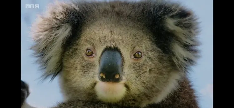 Koala (Phascolarctos cinereus) as shown in Seven Worlds, One Planet - Australia
